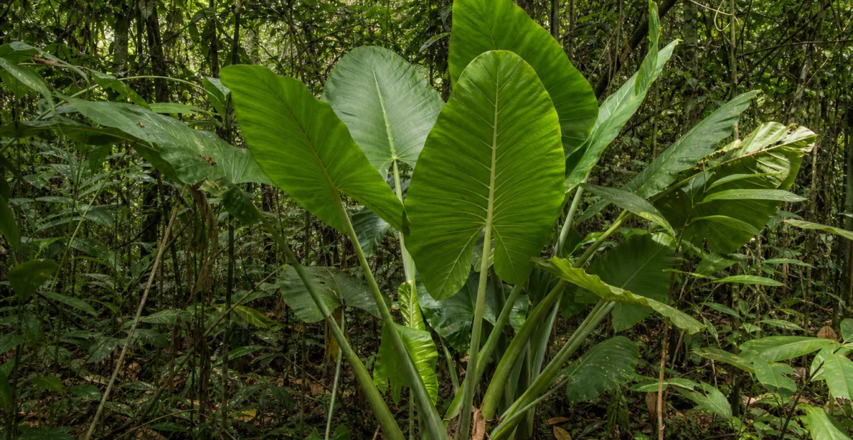 Alocasia robusta – plant photo
