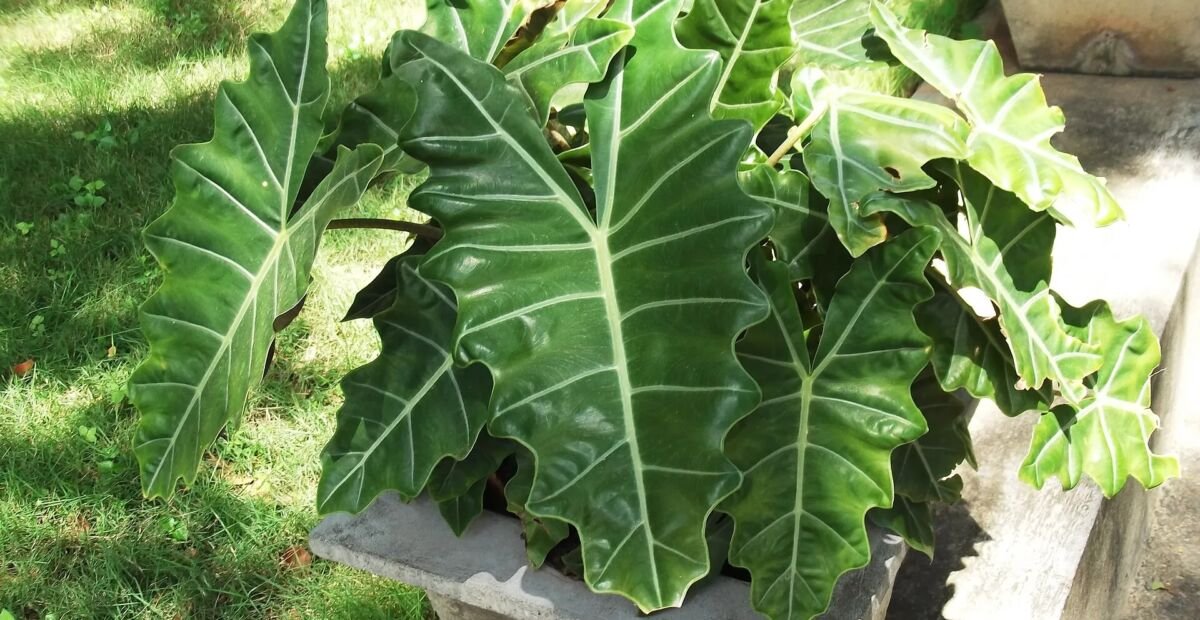 Alocasia sanderiana – plant photo