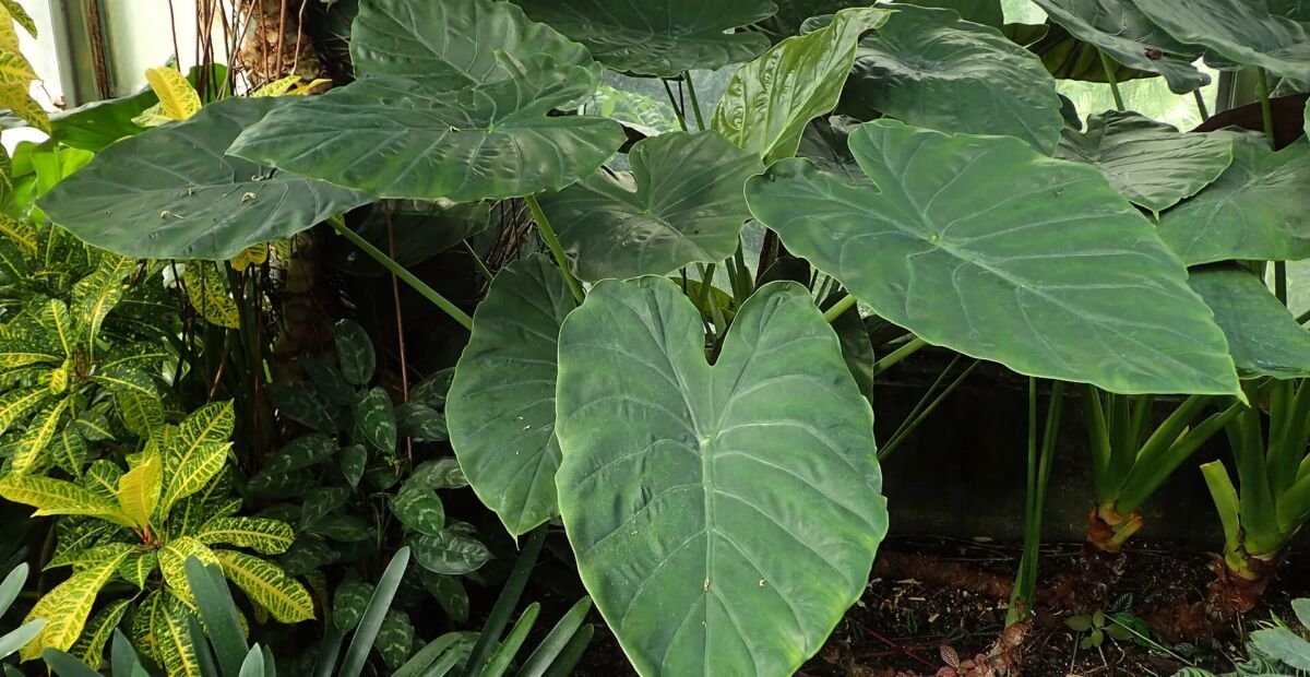Alocasia wentii – plant photo