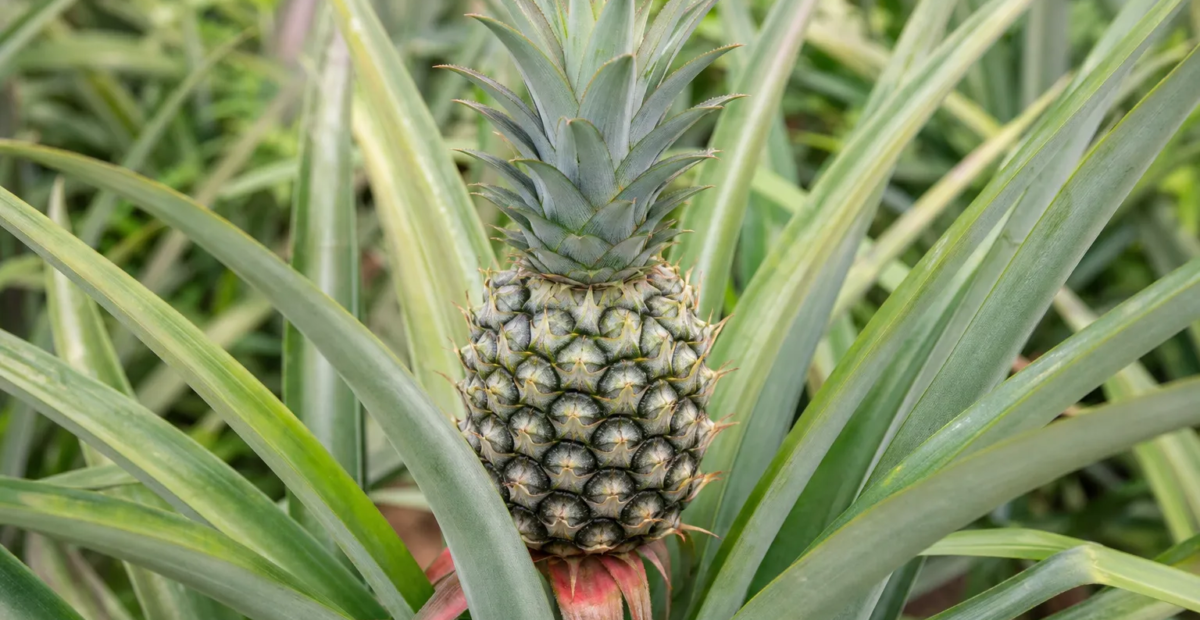Ananas jadalny (Ananas comosus) – plant photo