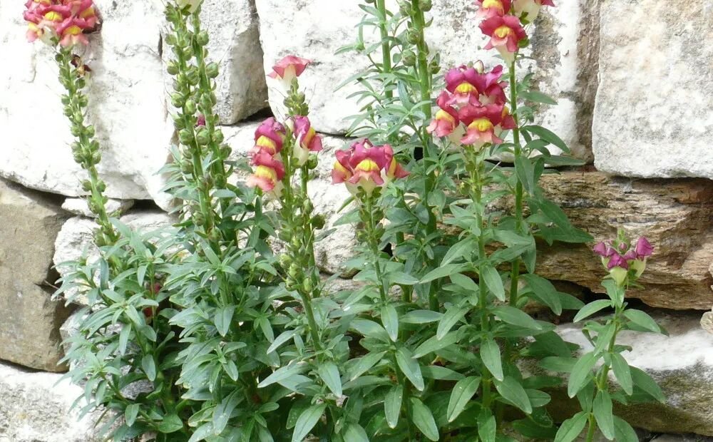 Antirrhinum majus – plant photo