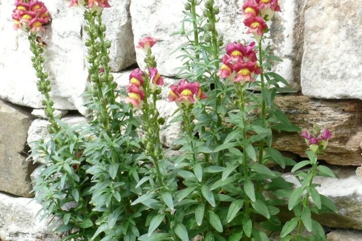 Antirrhinum majus