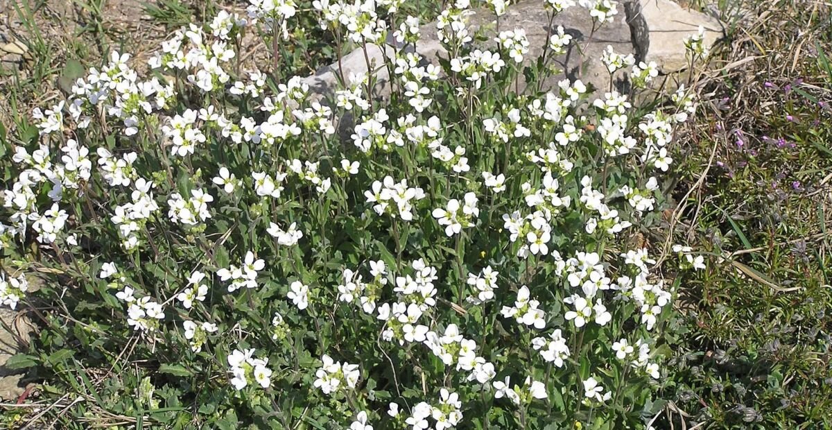 Arabis caucasica – plant photo