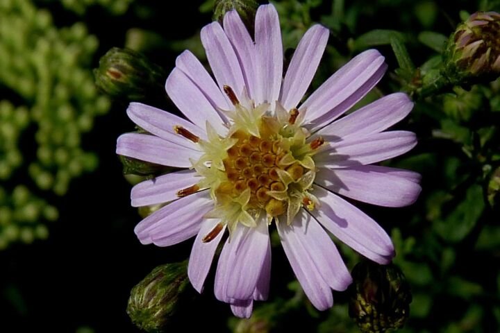 Aster 'Coombe Fishacre'