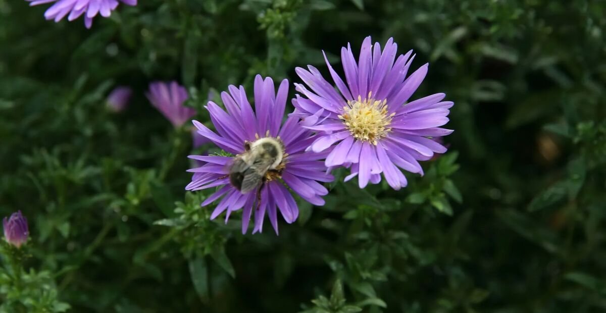 Aster nowobelgijski (Aster 'Novi Belgii') – plant photo