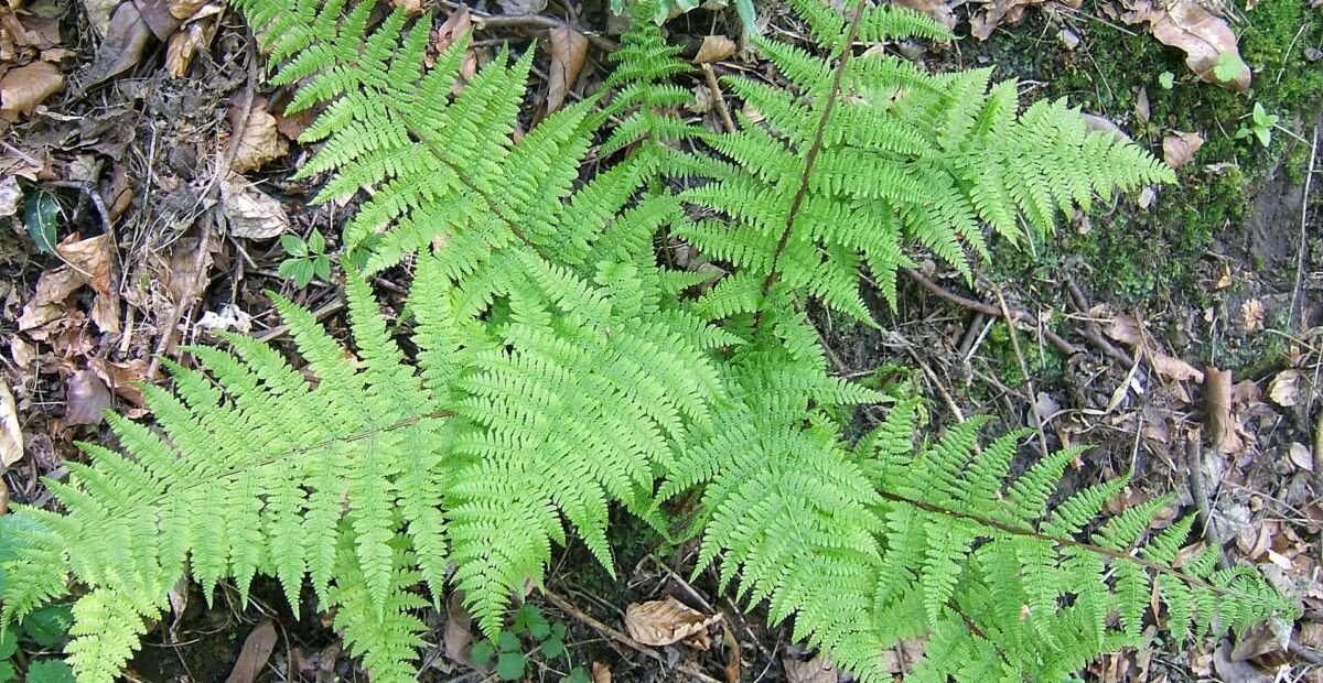 Athyrium filix-femina – plant photo