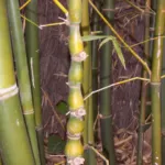 bambus bruškatý (Bambusa ventricosa) – fotografia rastliny