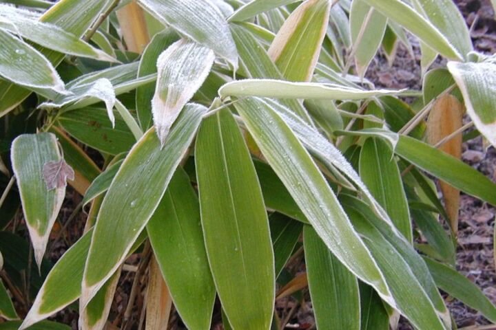 Sasa palmata