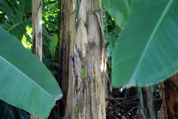 Musa balbisiana