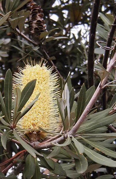 Banksia integrifolia – Pflanzenfoto