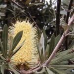 Banksia integrifolia – pestovanie a starostlivosť (Banksia integrifolia) – fotografia rastliny