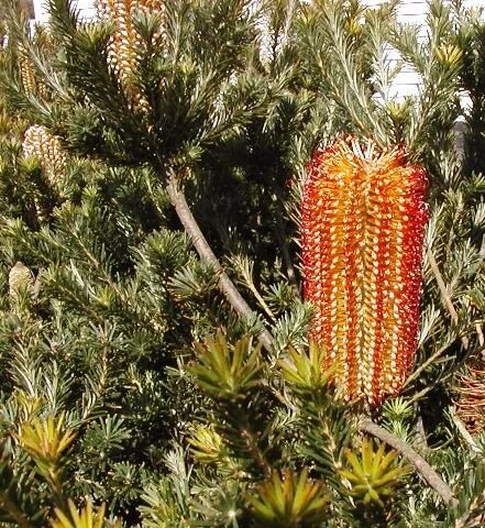 Banksia ericifolia