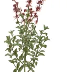 Basilikum (Ocimum basilicum) – Pflege