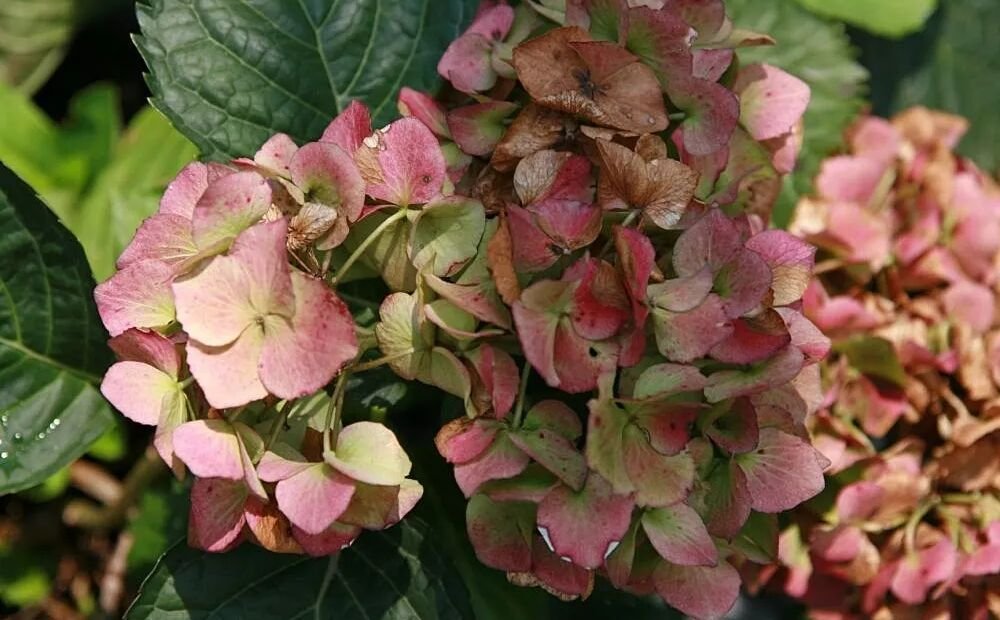 Bauernhortensie 'Hamburg' (Hydrangea macrophylla 'Hamburg') – Pflanzenfoto