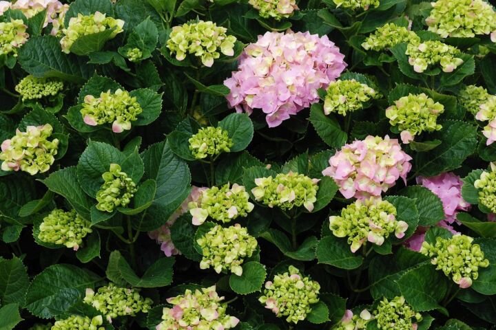 Hydrangea macrophylla