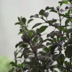 bazalka posvätná (Ocimum tenuiflorum) – fotografia rastliny