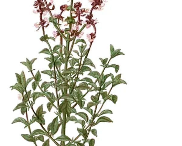 Ocimum basilicum