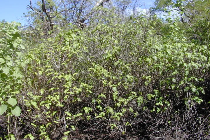Ocimum gratissimum