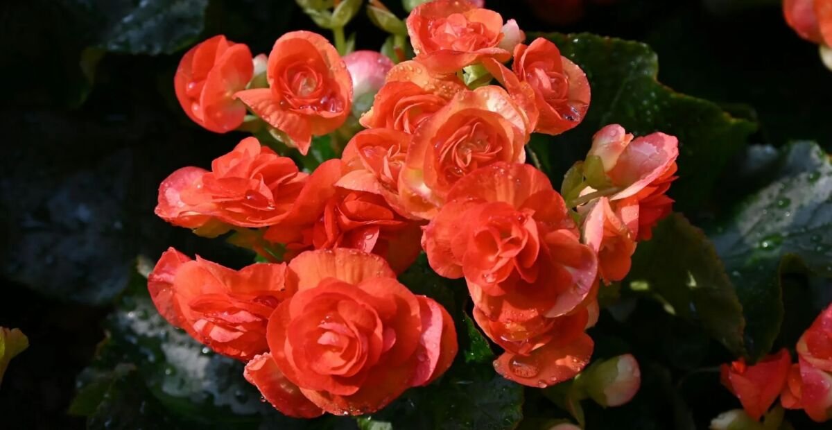 Begonia benaratensis – plant photo
