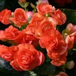 Begonia benaratensis – pestovanie a starostlivosť (Begonia benaratensis) – fotografia rastliny