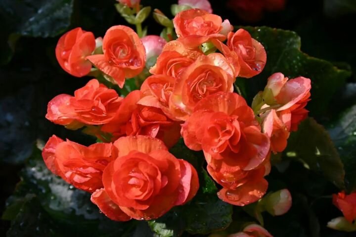 Begonia benaratensis