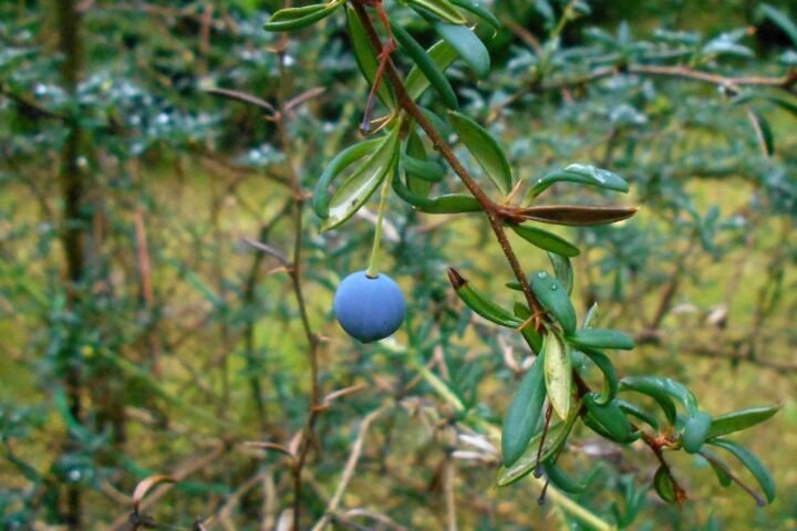 Berberis stenophylla