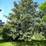 Berg-Ahorn (Acer pseudoplatanus) – Pflanzenfoto