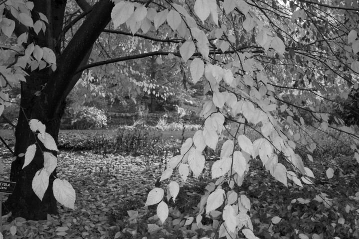 Betula lenta