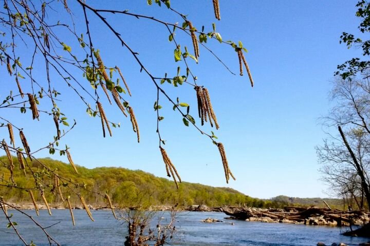 Betula nigra
