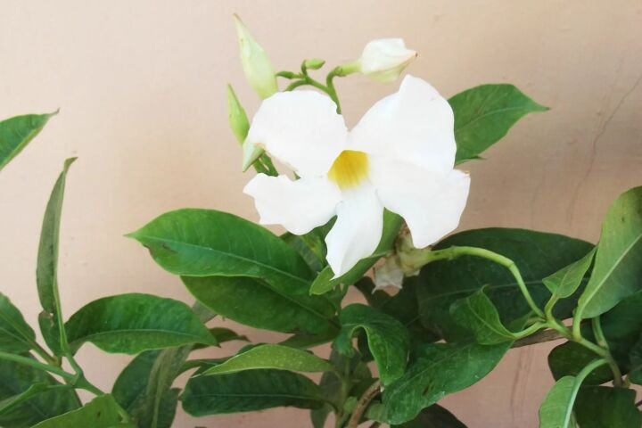 Mandevilla boliviensis