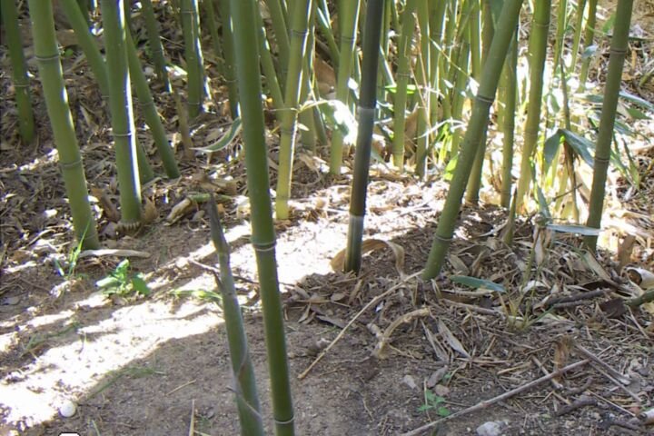 Phyllostachys bissetii