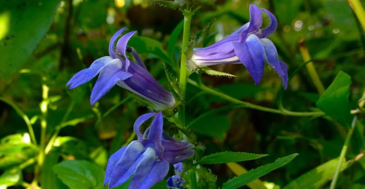 Blaue Lobelie (Lobelia siphilitica) – Pflanzenfoto