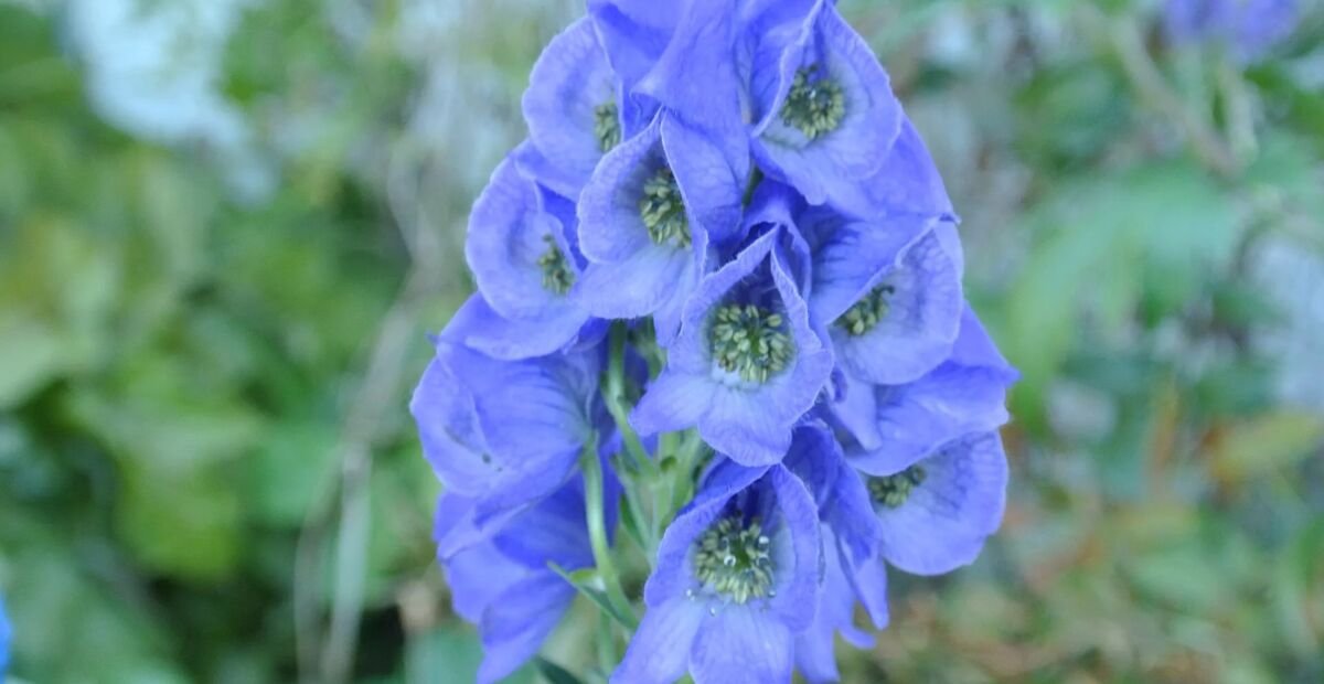 Blauer Eisenhut (Aconitum carmichaelii) – Pflanzenfoto