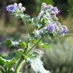 borák lekársky (Borago officinalis) – fotografia rastliny