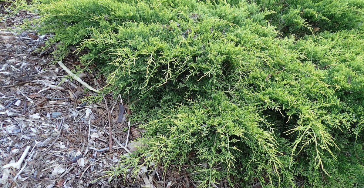 Borievka Pfitzerova (Juniperus pfitzeriana) – fotografia rastliny