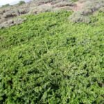 Borievka sibírska (Juniperus sabina) – fotografia rastliny