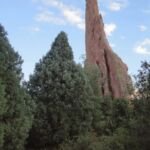 Borievka skalnatých hôr (Juniperus scopulorum) – fotografia rastliny