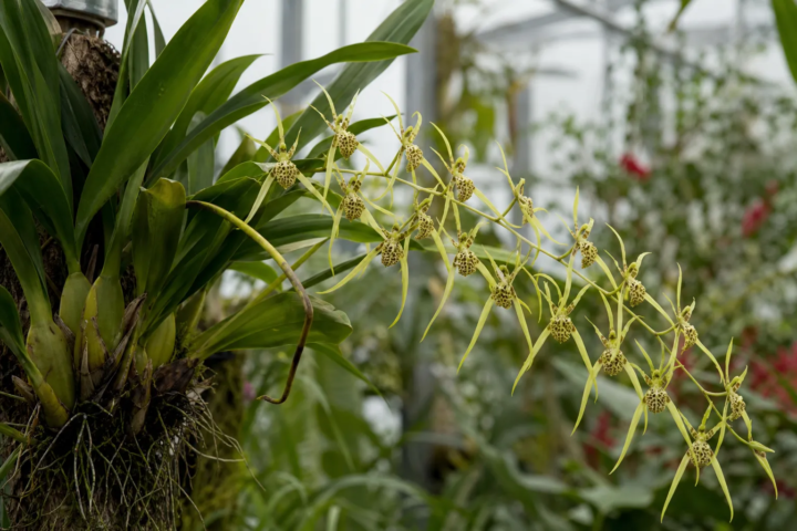 Brassia verrucosa