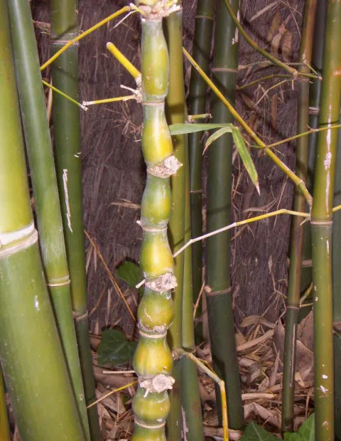 Buddhas-Bauch-Bambus (Bambusa ventricosa) – Pflanzenfoto