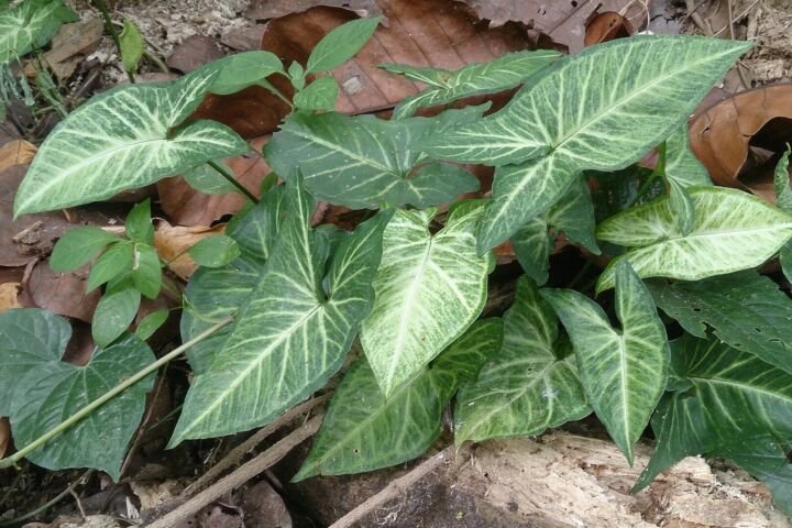 Caladium 'Aaron'