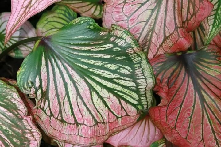 Caladium 'Thai Beauty'