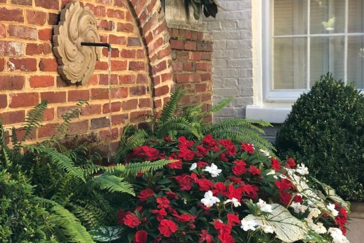 Caladium 'White Christmas'