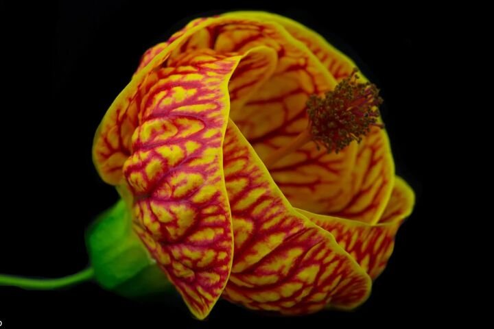 Callianthe darwinii