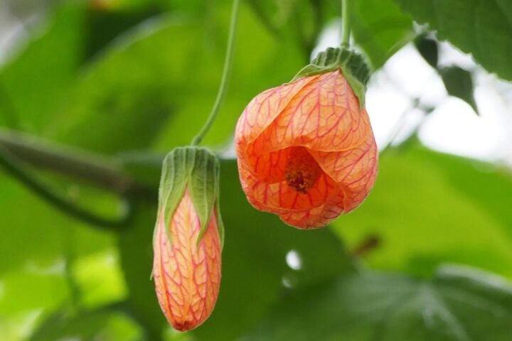 Callianthe picta