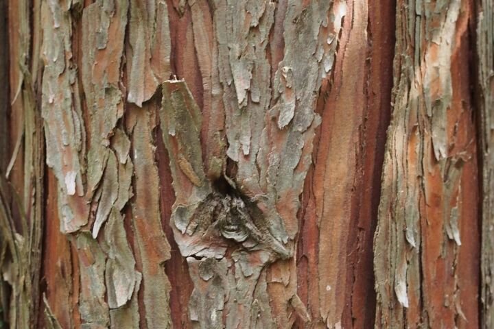 Calocedrus decurrens