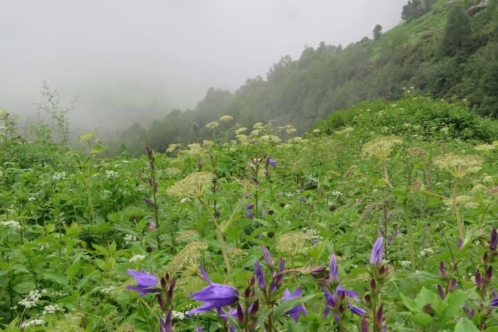 Campanula latifolia