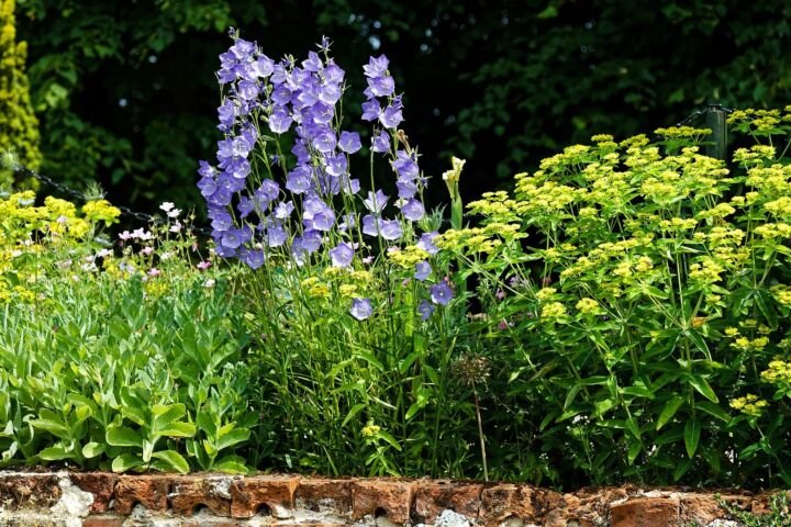Campanula persicifolia