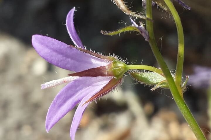 Campanula poscharskyana