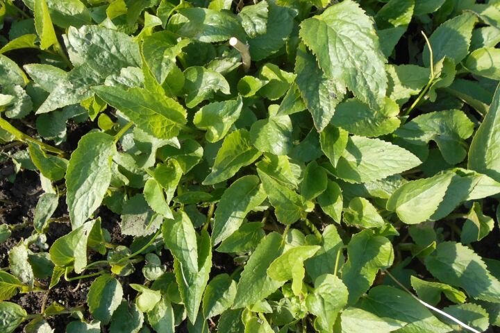 Campanula punctata