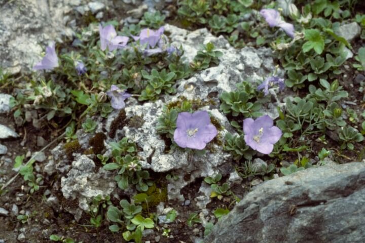 Campanula raineri